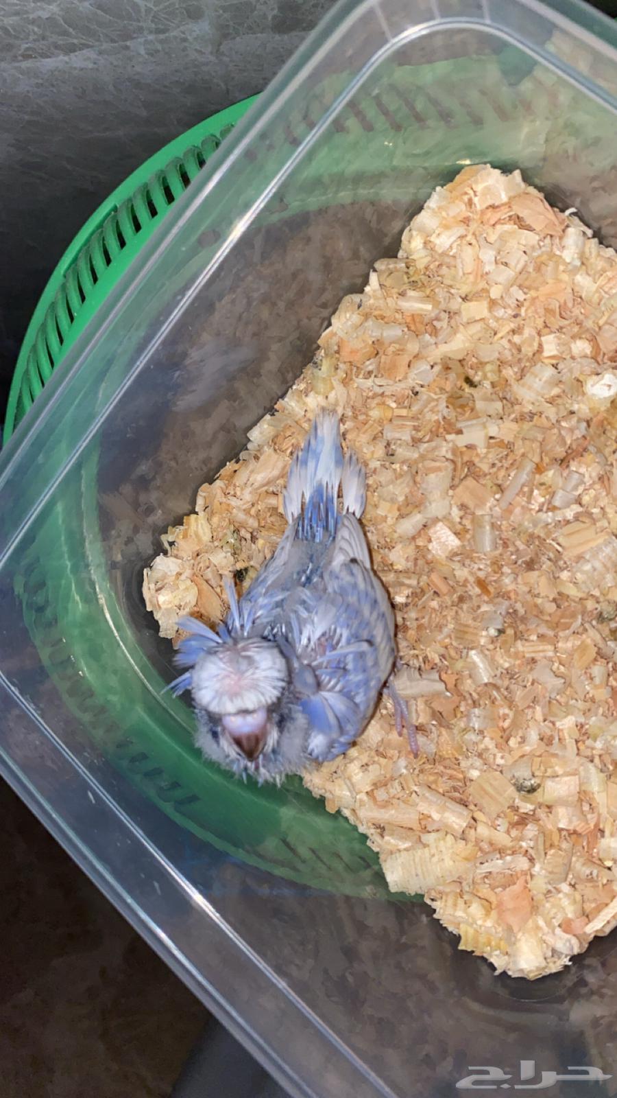 Dutch budgerigars, some are hook and some are crested64522429975298110