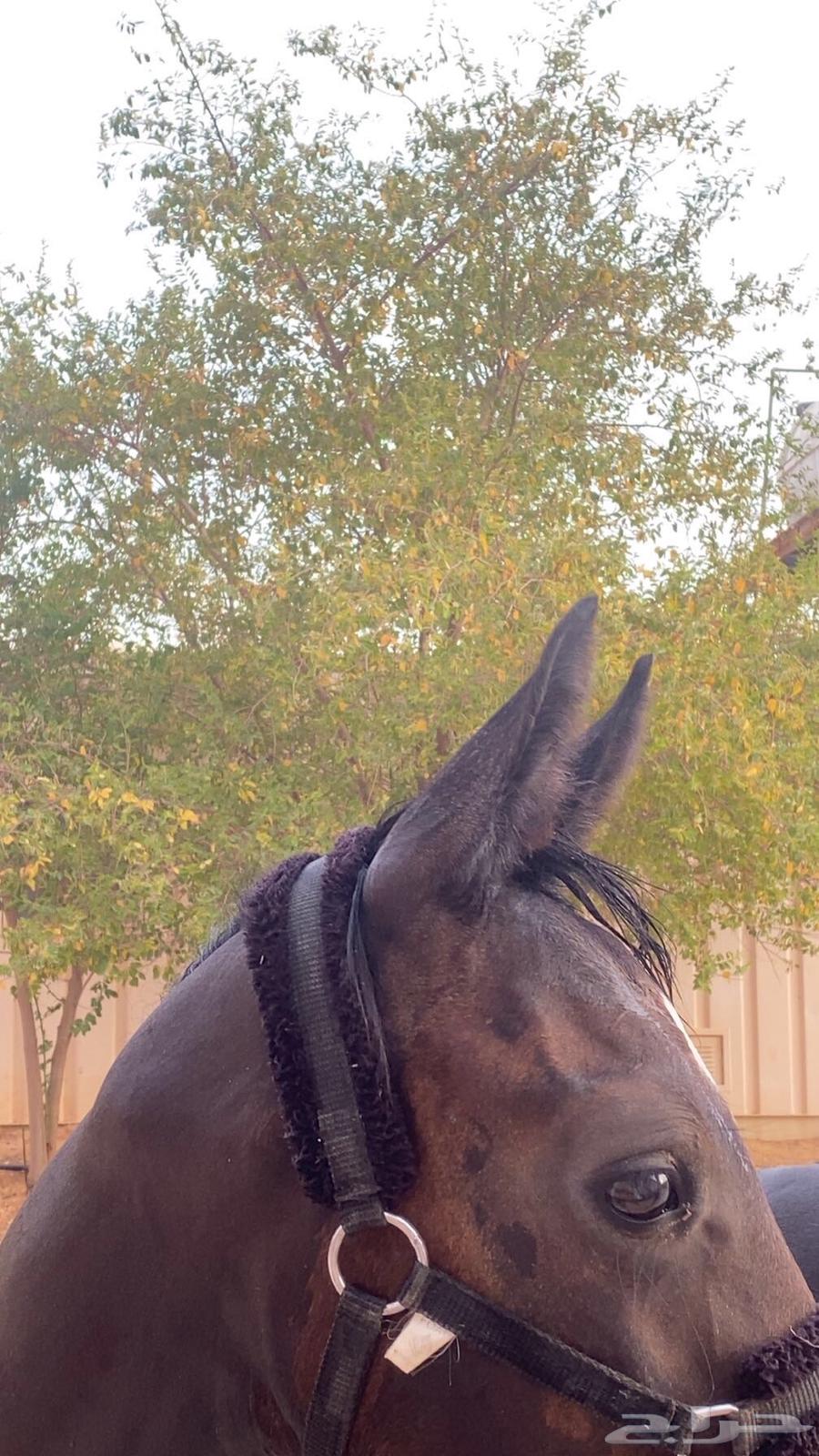 مهر شعبي للبيع العمر 9 شهور تقريبا64537644833666110