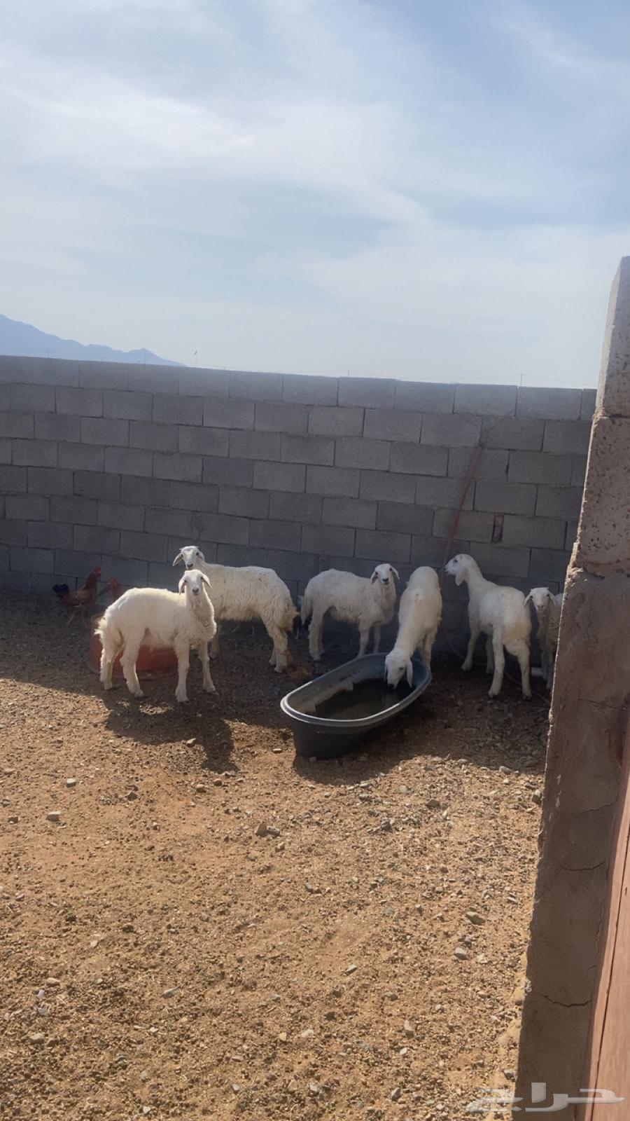 يوجد طليان ورخال العدد6 الموقع الصلصلة64522879434371110