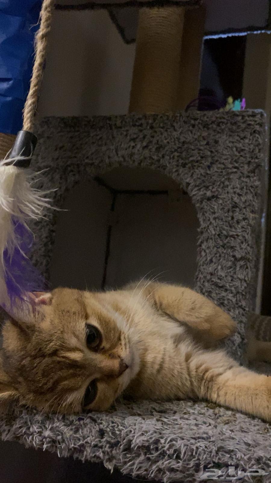 Three Scottish Fold Kittens and Their Mother64520161574145113