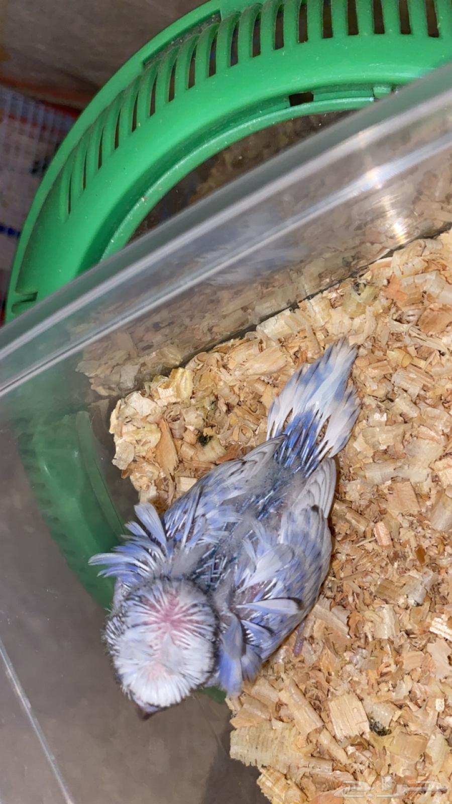 Dutch budgerigars, some are hook and some are crested64522429975298112