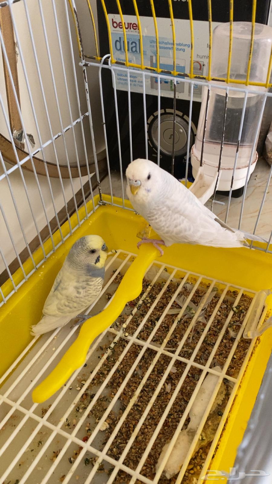 ثنين ذكور بادجي64525483297537110