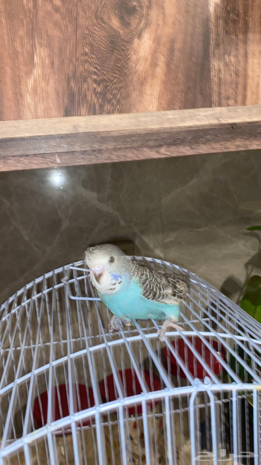 Dutch budgerigars, some are hook and some are crested64522429975298113