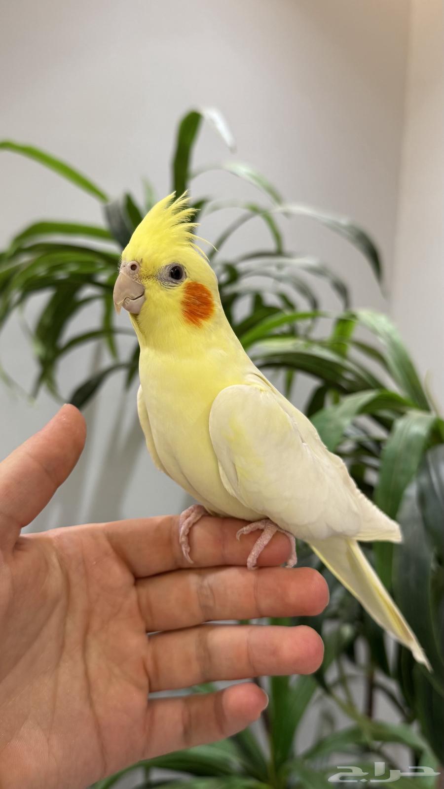 أنثى كروان اليييفه64526537853058111