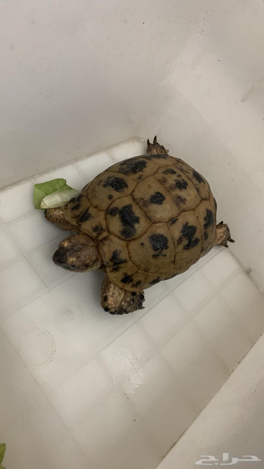 Turtle for sale, age three years, excellent health, price 25064524794949890111