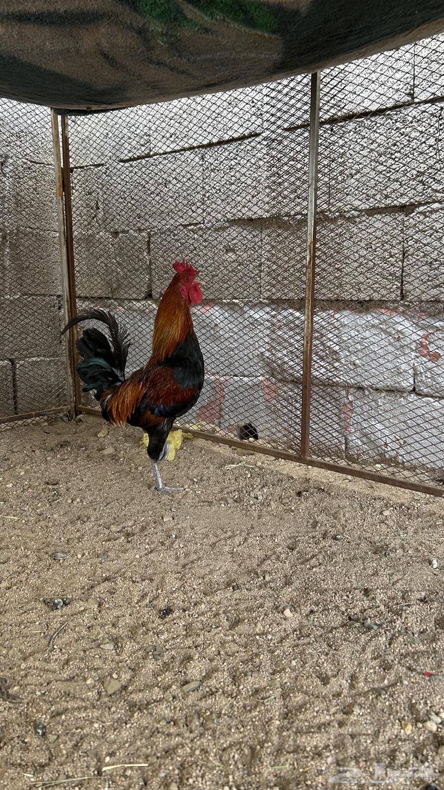 ديك عربي اصيل فري تاج للبيع64522075232769110