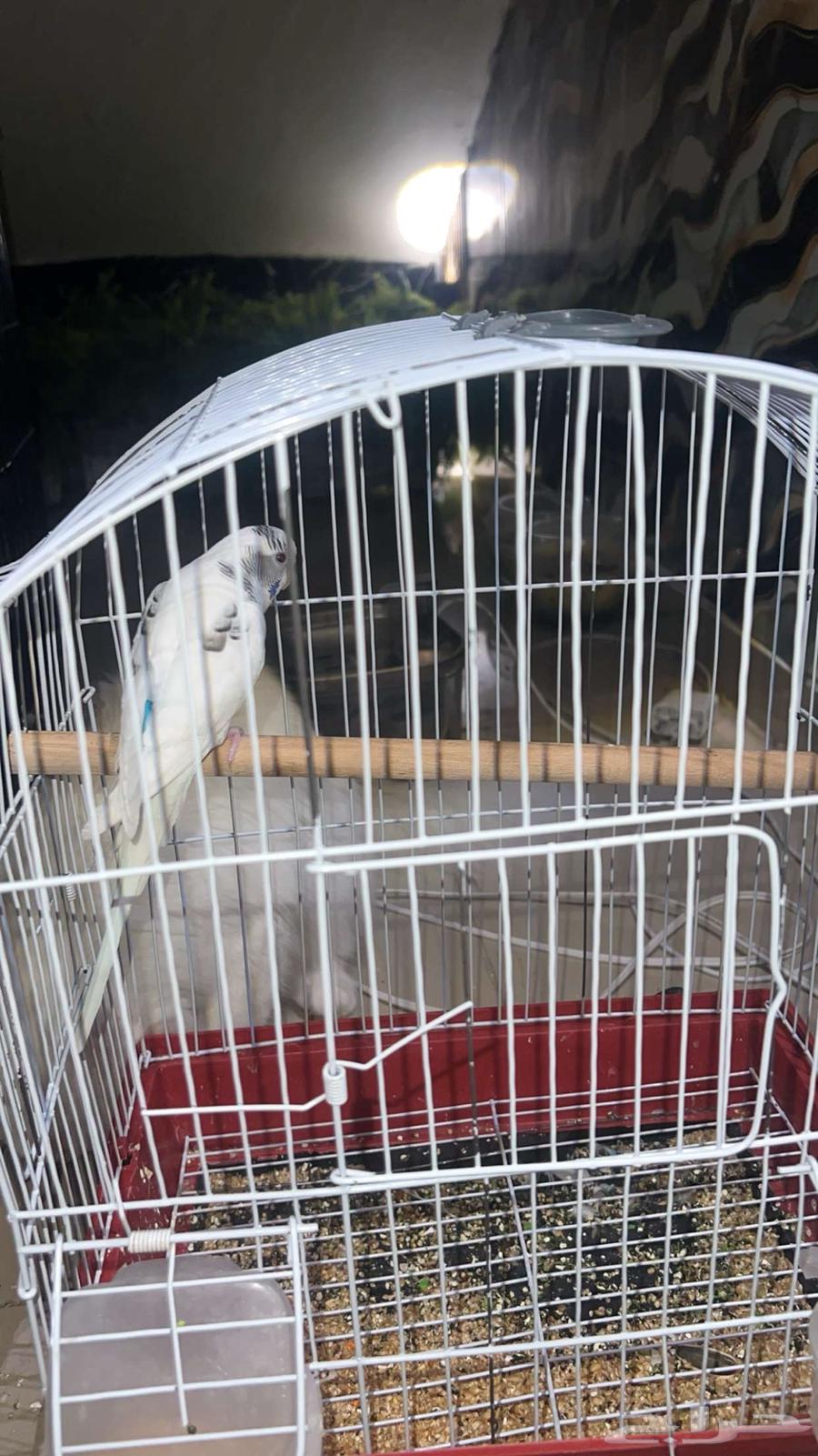 طيور للبيع64523696864771113