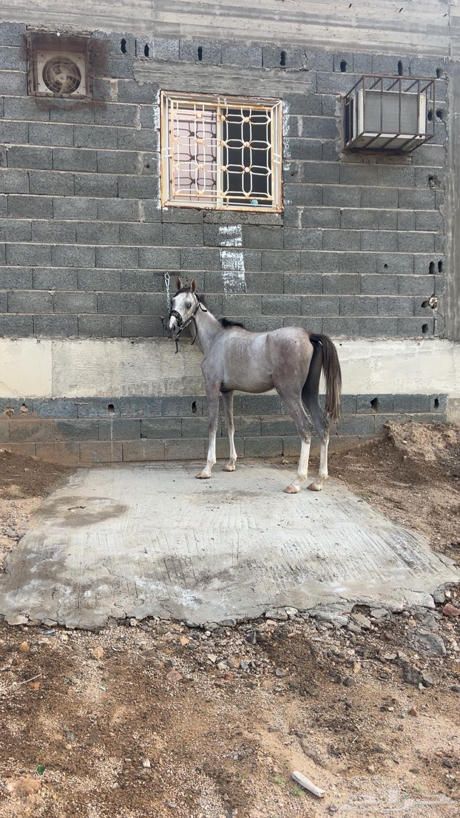 مهر للبيع او للبدل64523569881475112