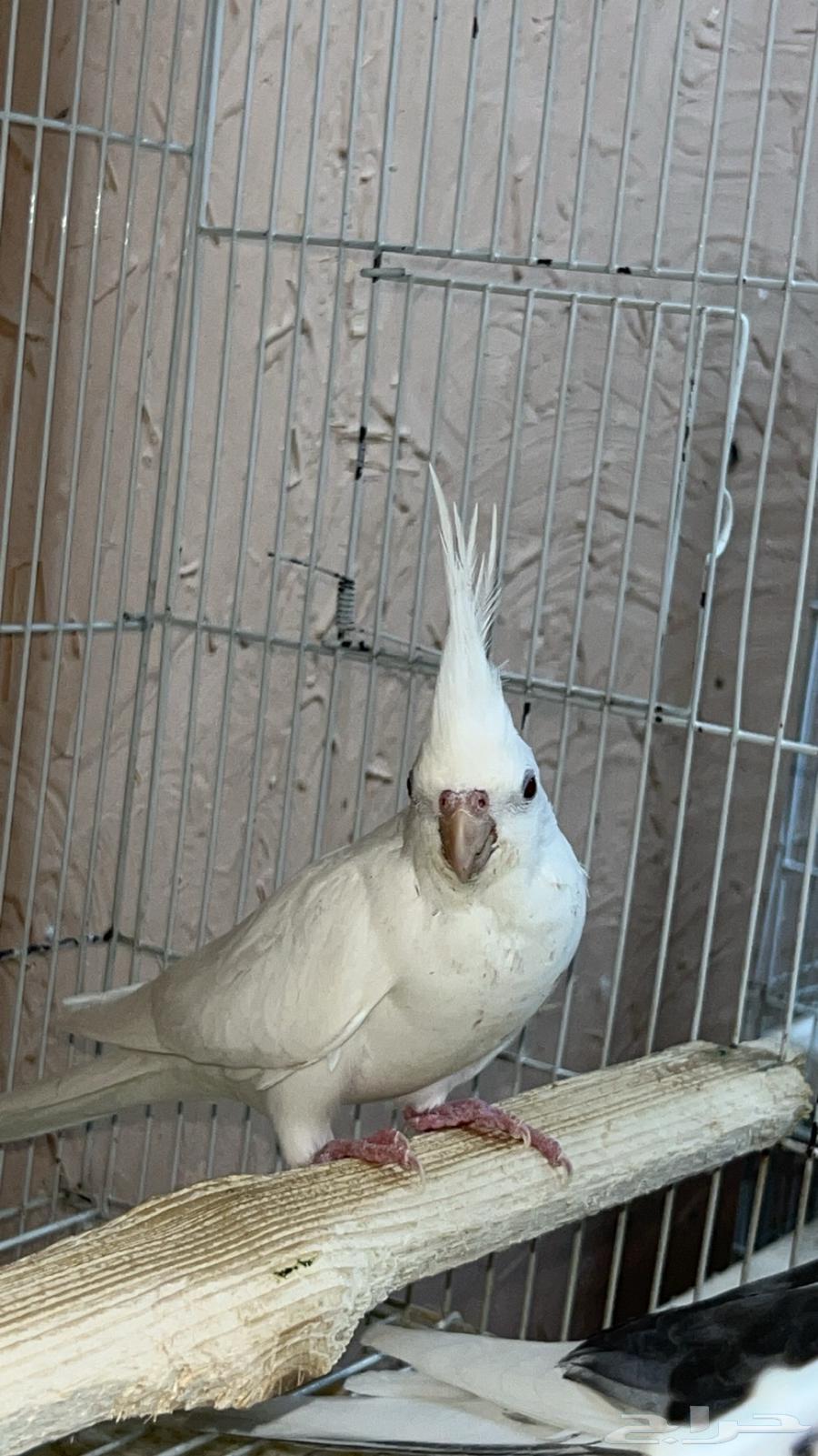 زوج كروان تم البيع ماشاءالله64525552397571111