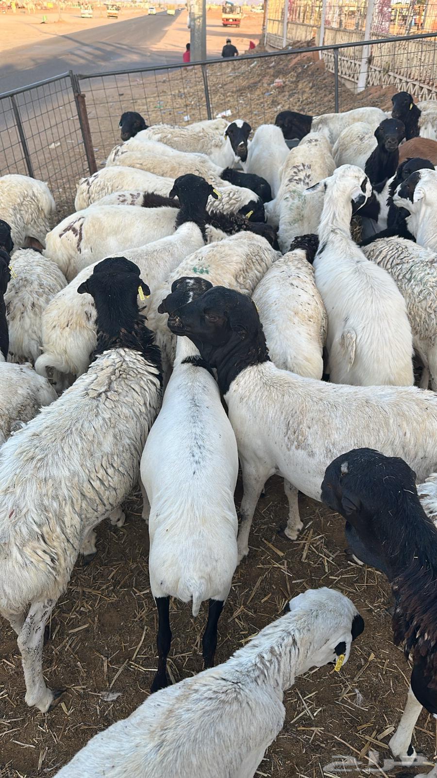 Lamb and Goat Meat for Slaughter64524178518785111