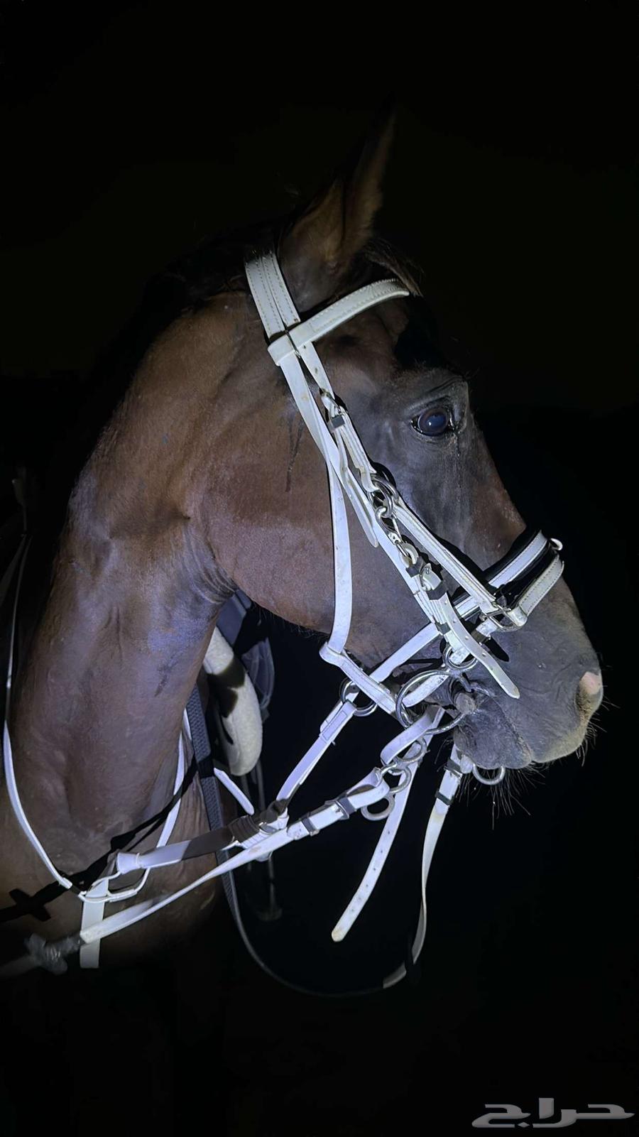 تعليم ركوب الخيل و الفروسية64518930728707110