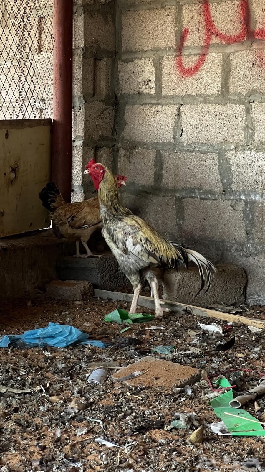 ديك باكستاني للبيع64524932799873110