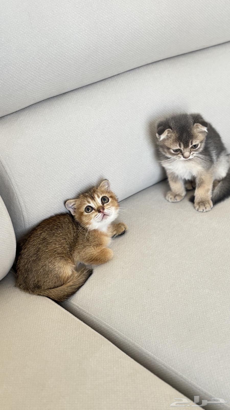 للبيع سكوتش فولد وبرتش قطط صغيره كتنز كتن64521780671107112