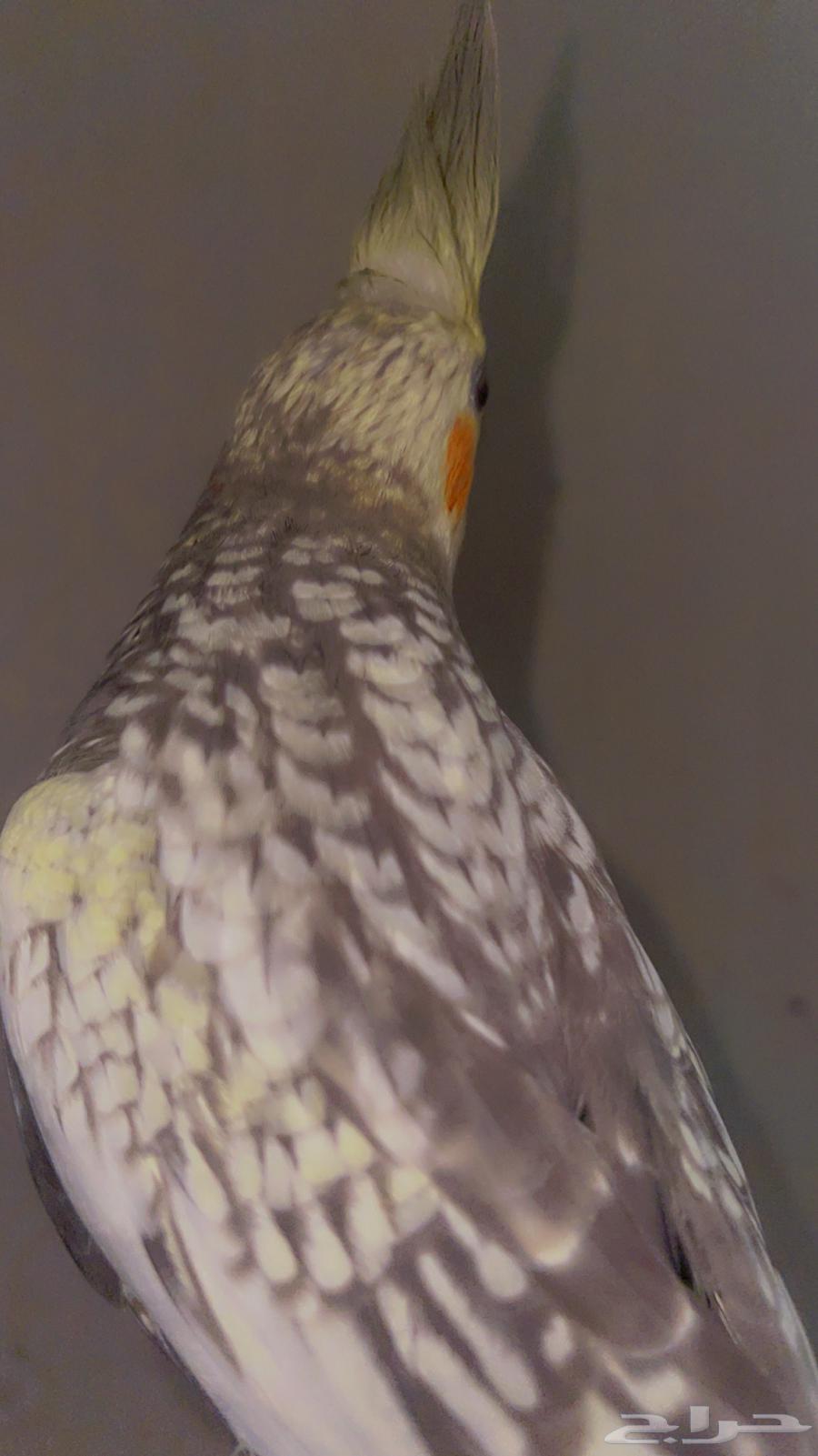 كروان مشروط الصحة والولافة تم البيع64520261503491112