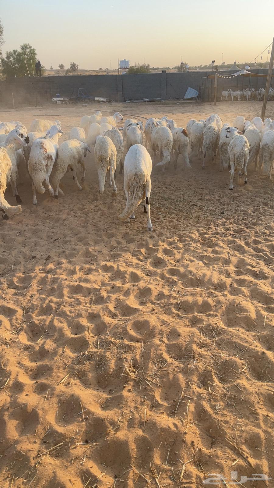 بهم سواكن64524615045249111