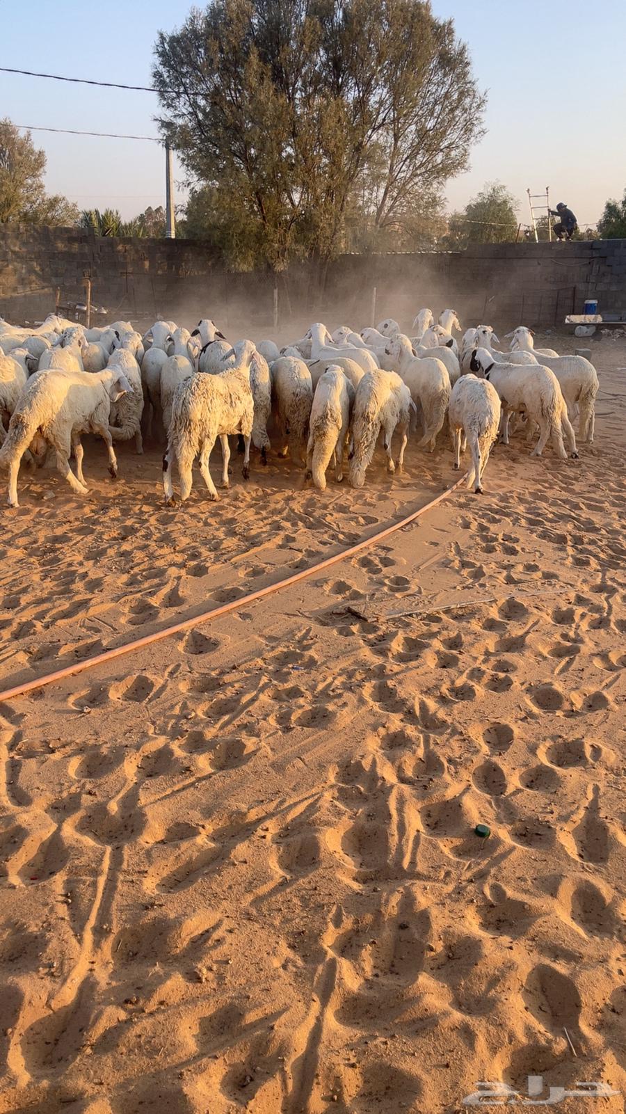 بهم سواكن64524615045249110