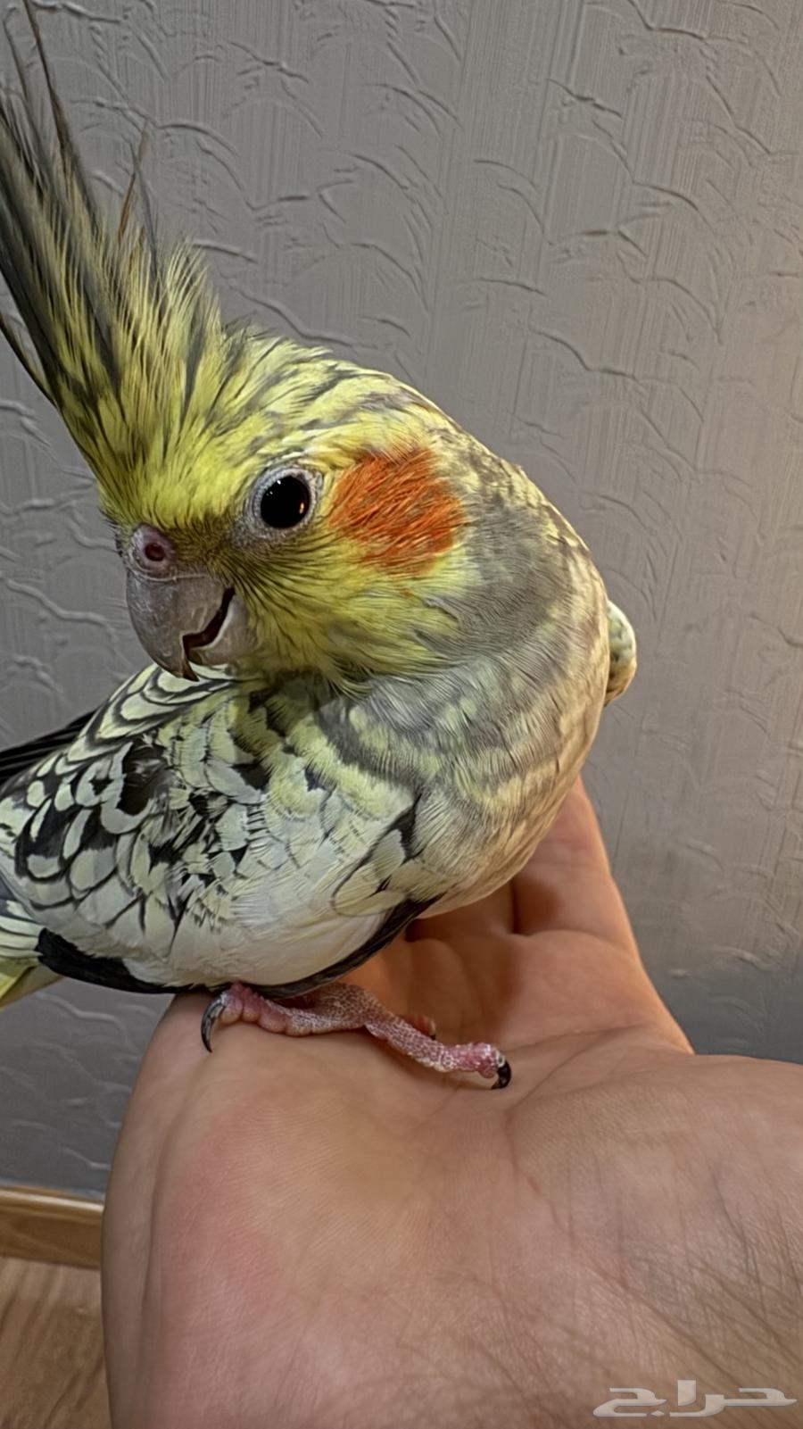 Crowan bird64522330852227112