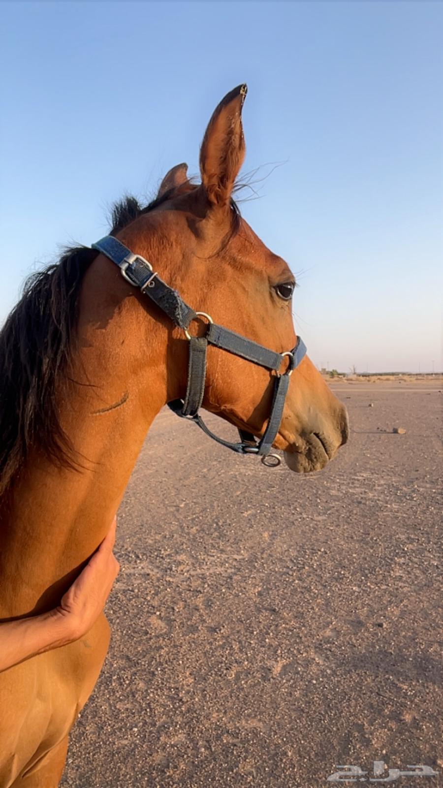 مهره شعبيه تنافس الواهو64526286388865111