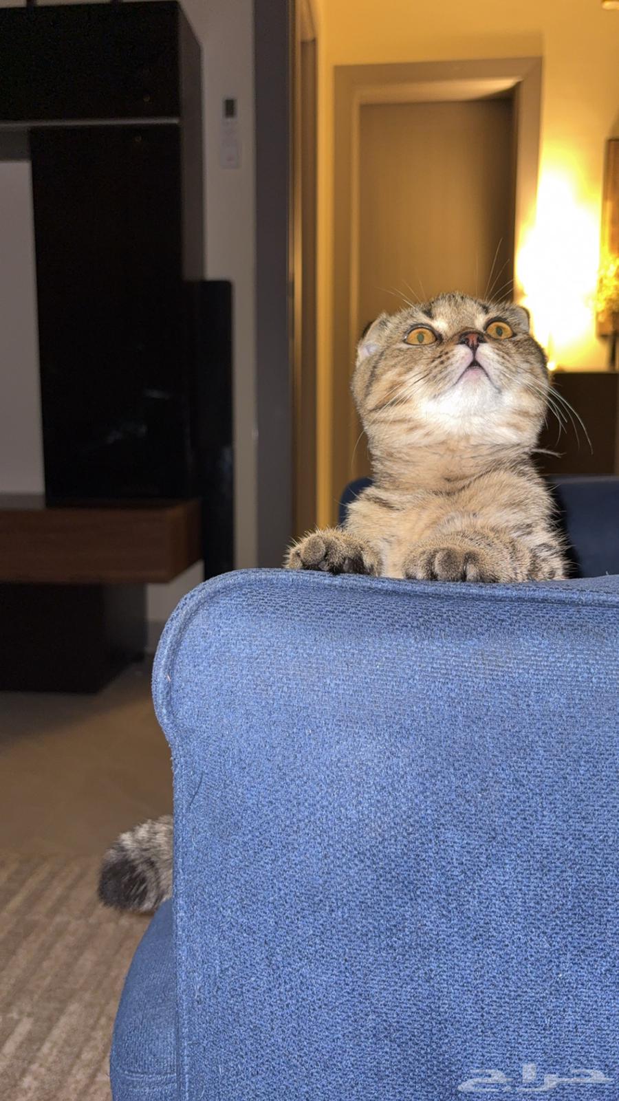 Scottish Fold Kitten64460802715777113