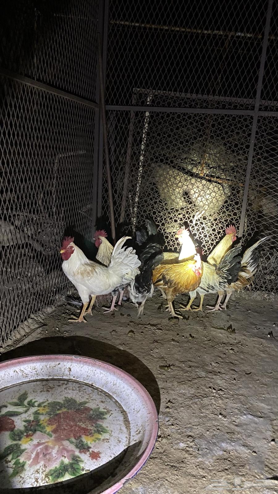 ديوك64525053392643112