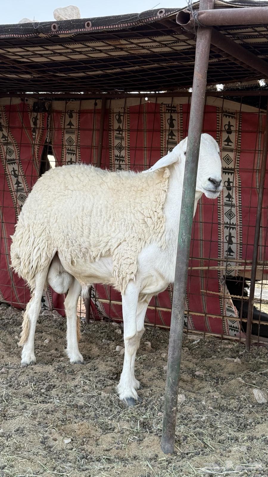 خروف حري صنف(تم البيع)64520275522179112