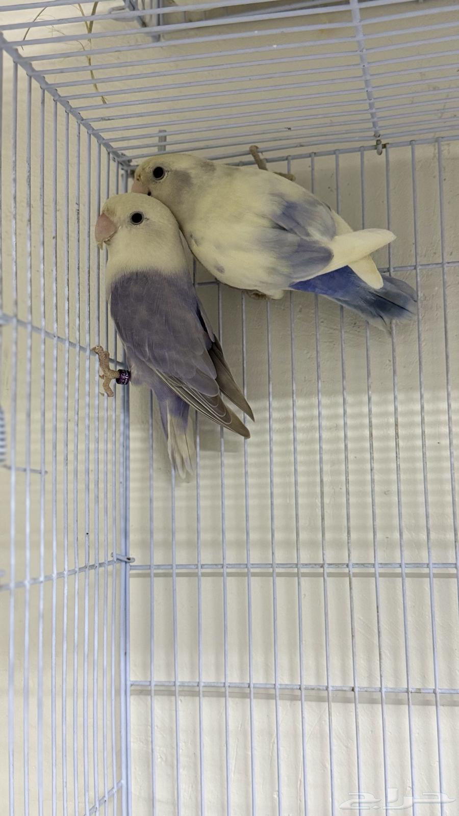 للبيع زوج روز ابرق نوادر (( تم البيع ))64519356303874111