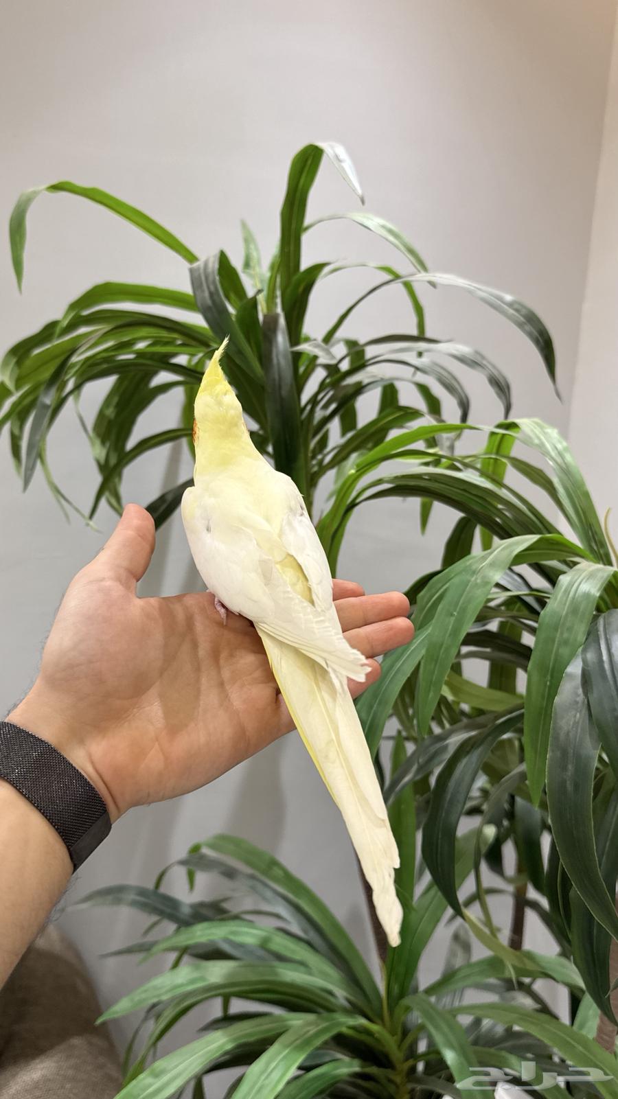 أنثى كروان اليييفه64526537853058114