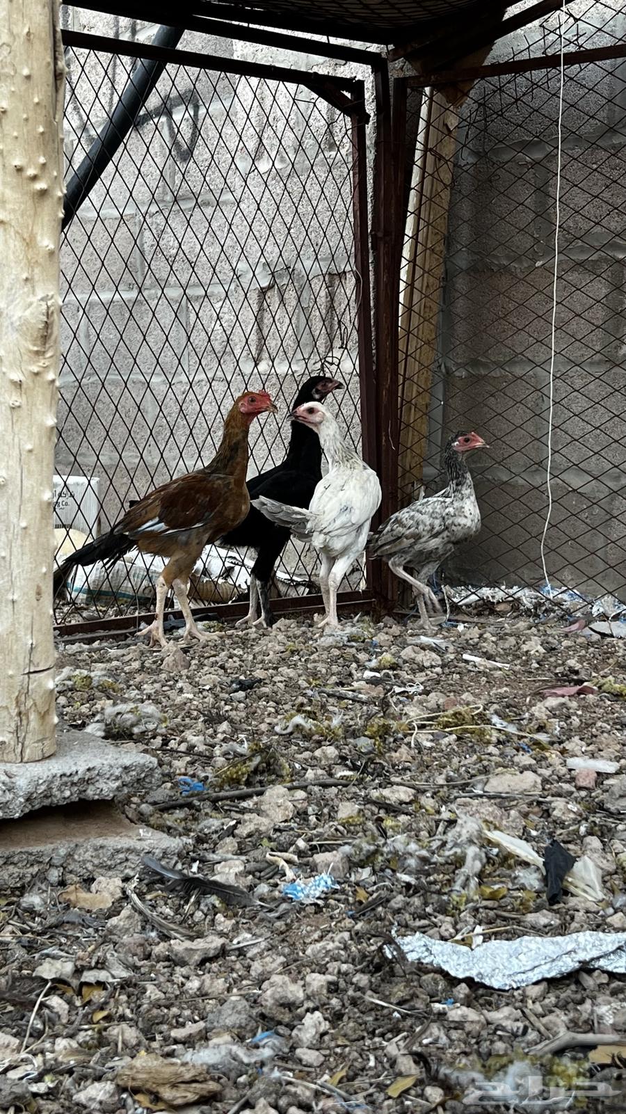 ديك باكستاني للبيع64524932799873111