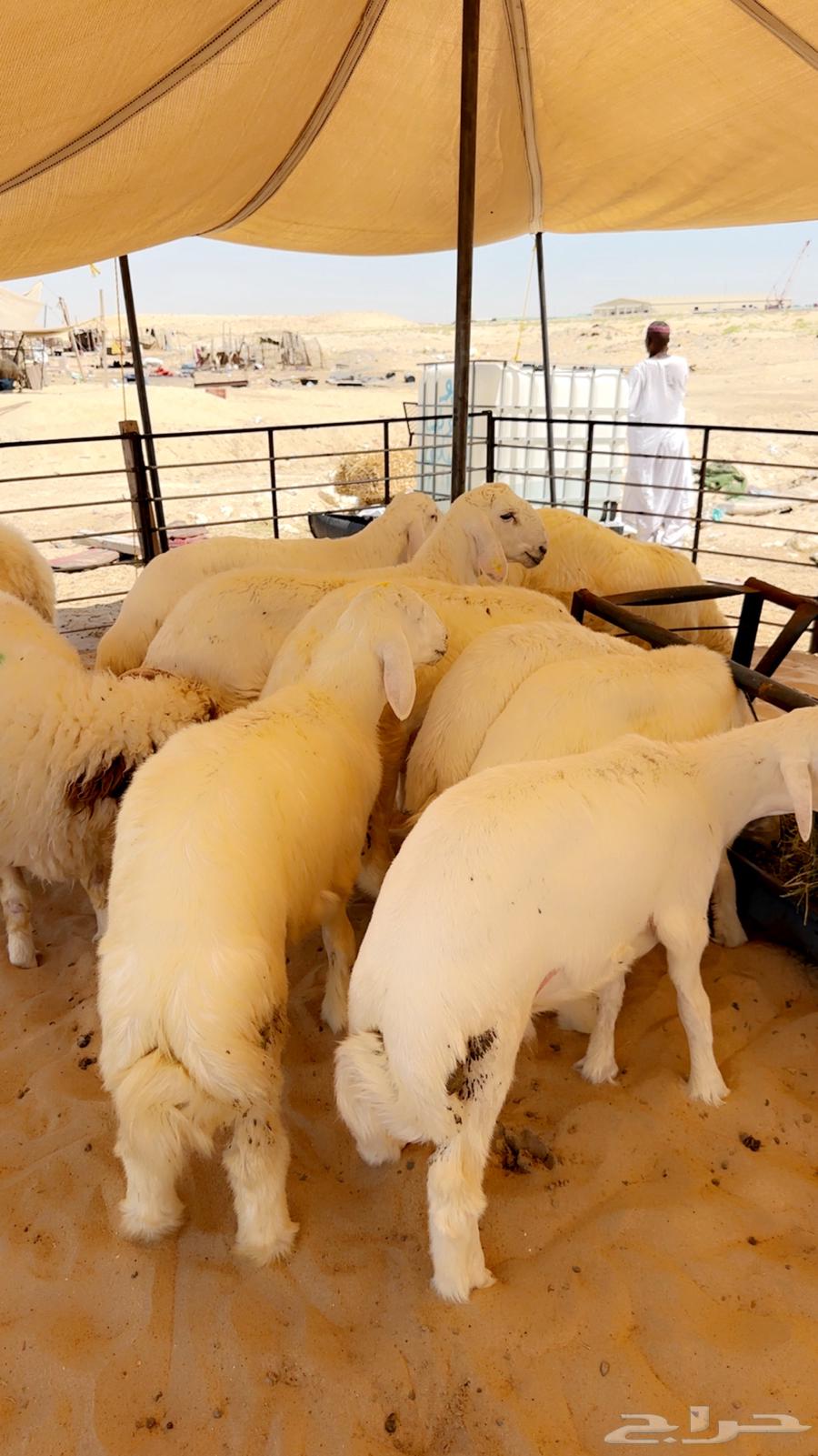 Freedom Sheep for All64521197271810110