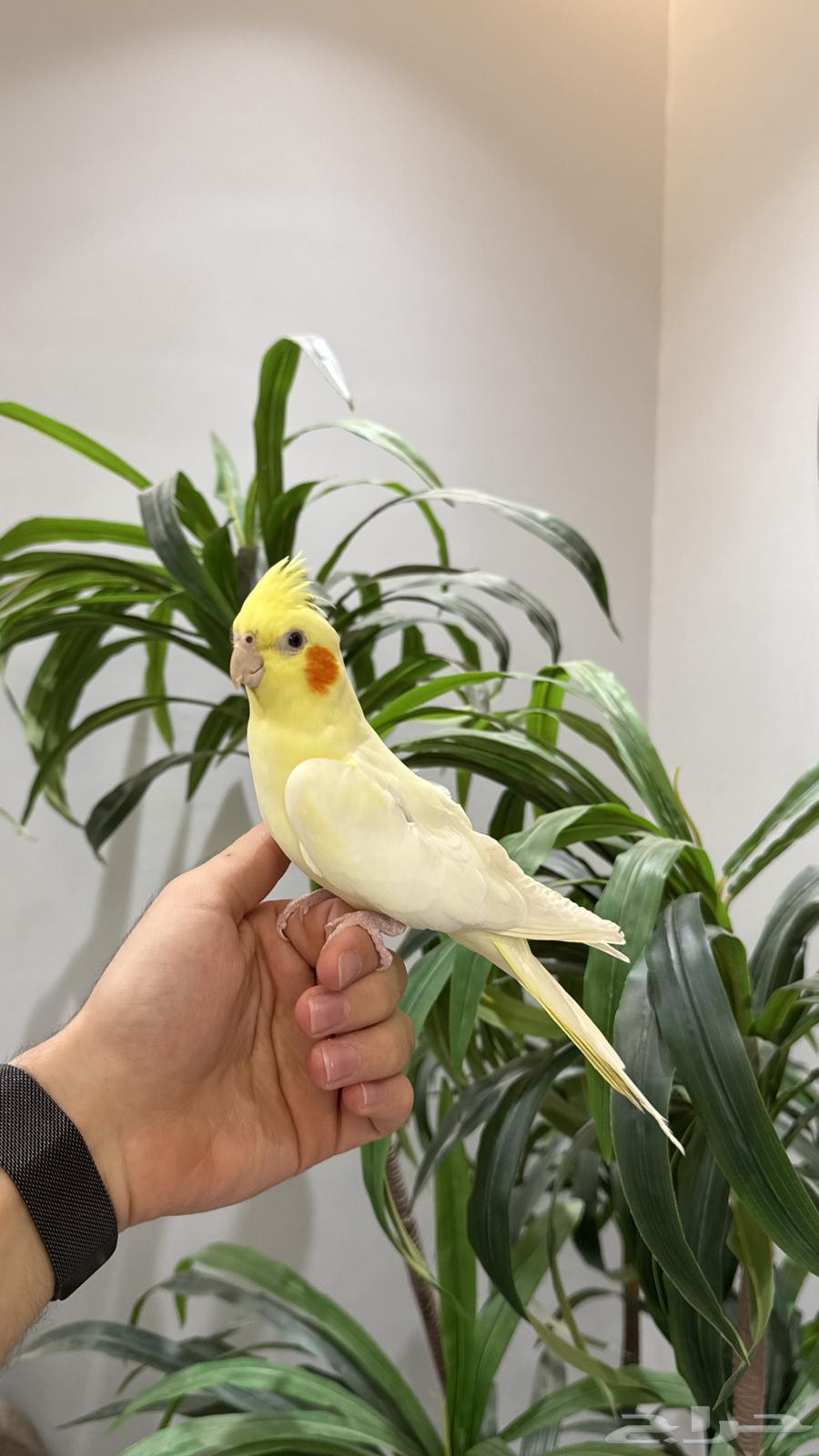 أنثى كروان اليييفه64526537853058112