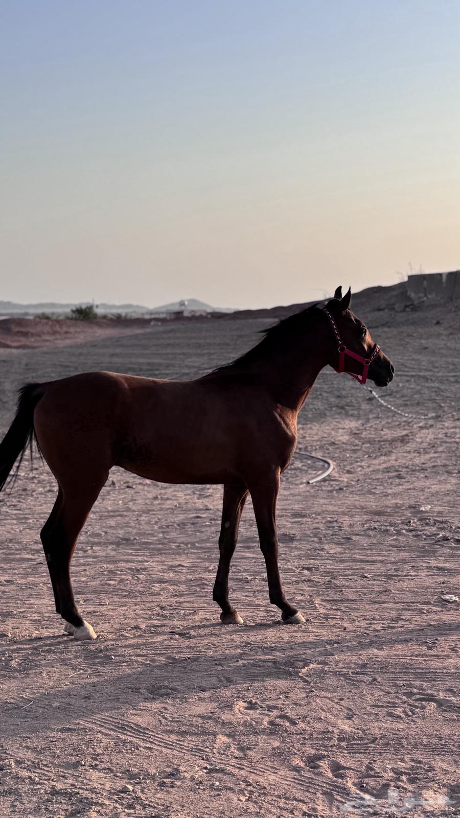 مهر للبيع العمر سنه 8شهور64526551464194110