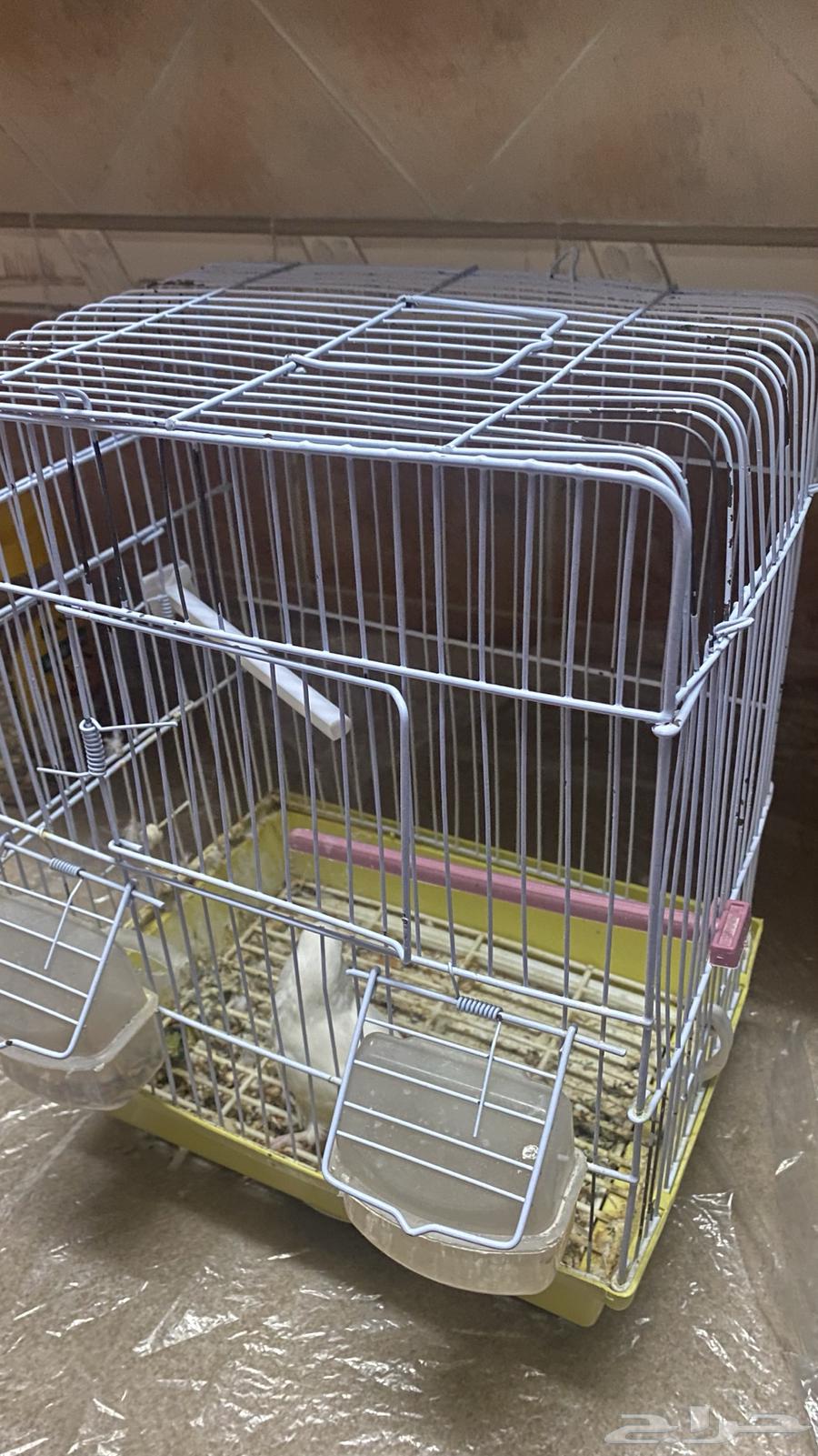 عصفور روز لبيع مشكلته انه في إعاقه بسيطه و سعره 20064526496261379114