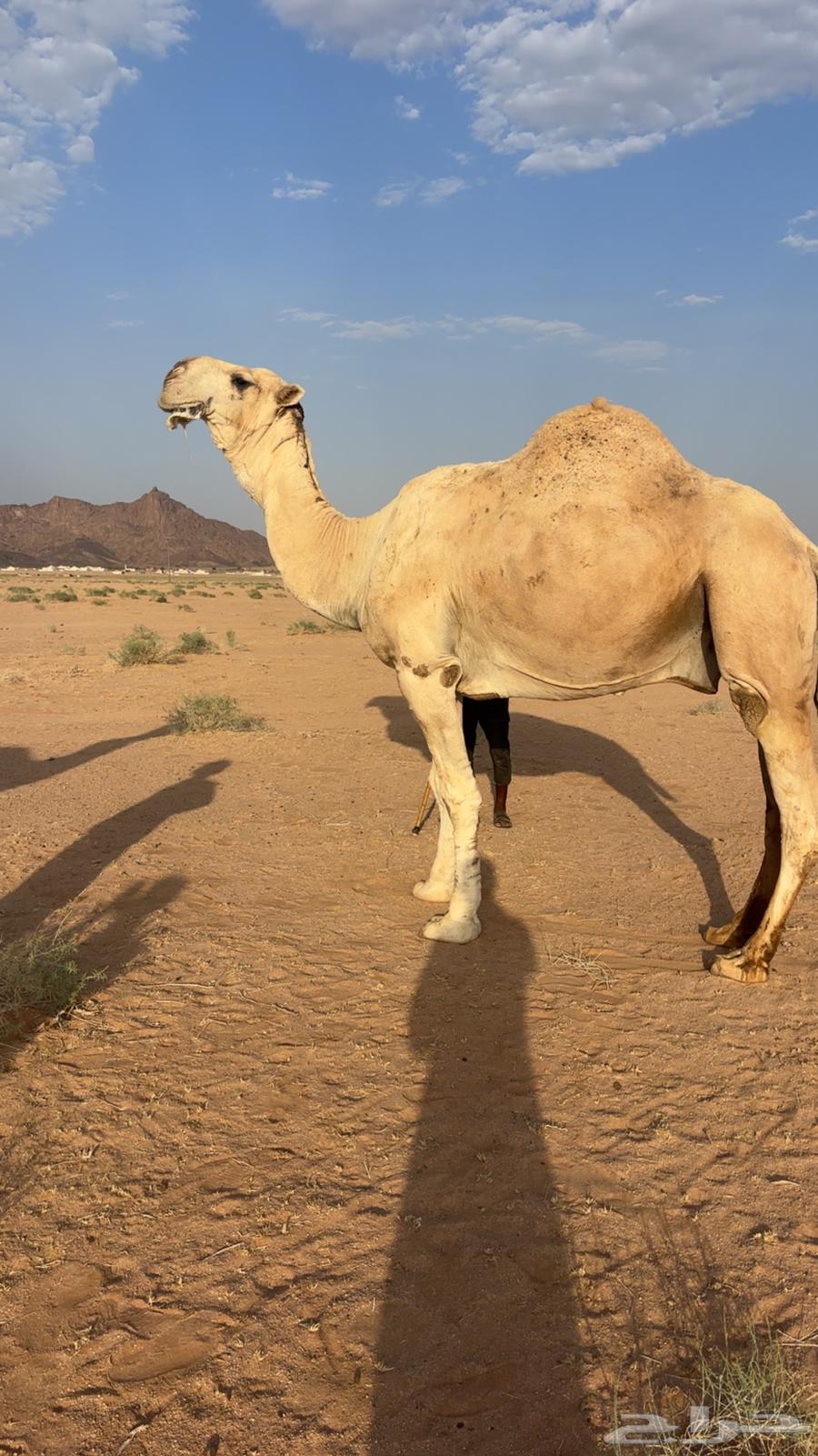 For sale: a good-quality racing camel with proven performance64524363001473114