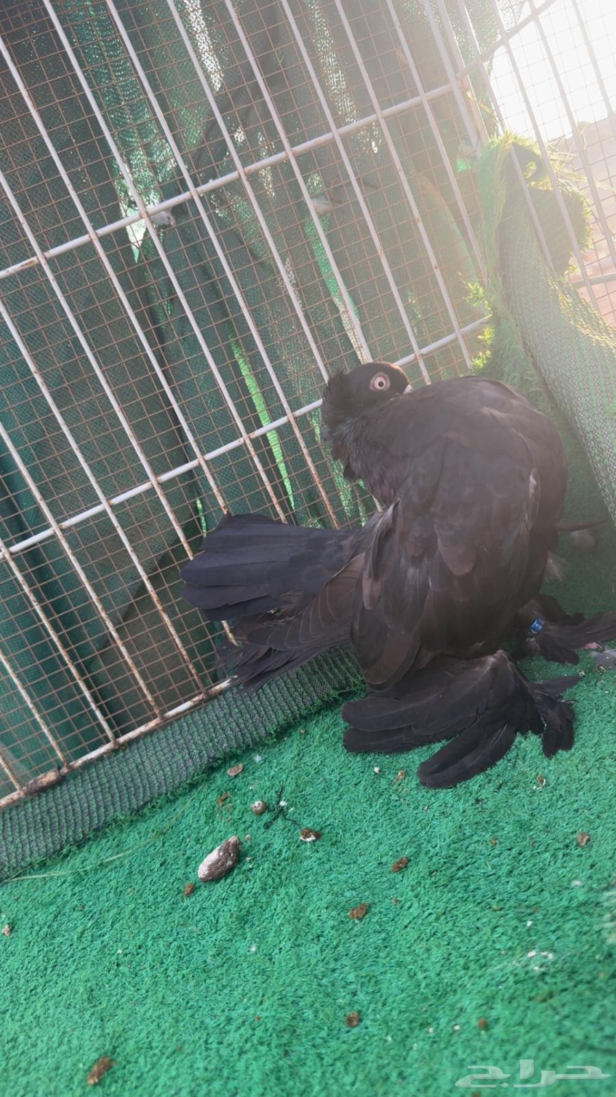 Karnago and Alaska64519144324097112