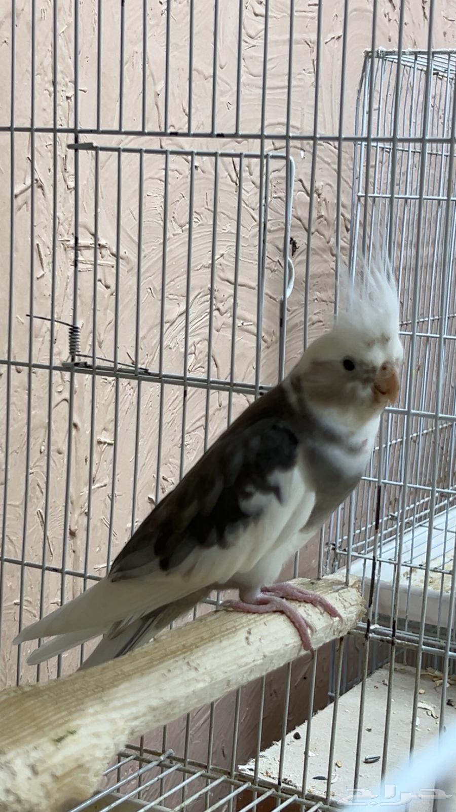 زوج كروان تم البيع ماشاءالله64525552397571112