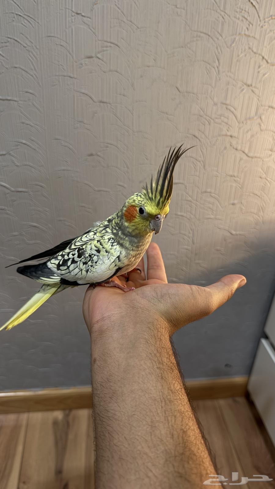 Crowan bird64522330852227111