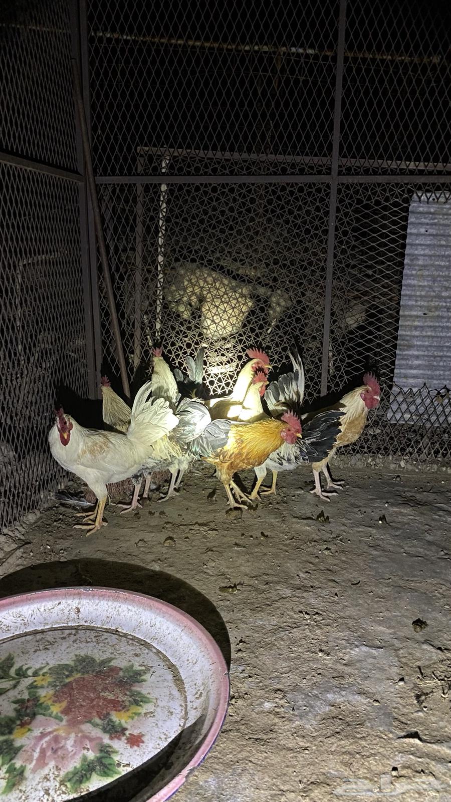 ديوك64525053392643110