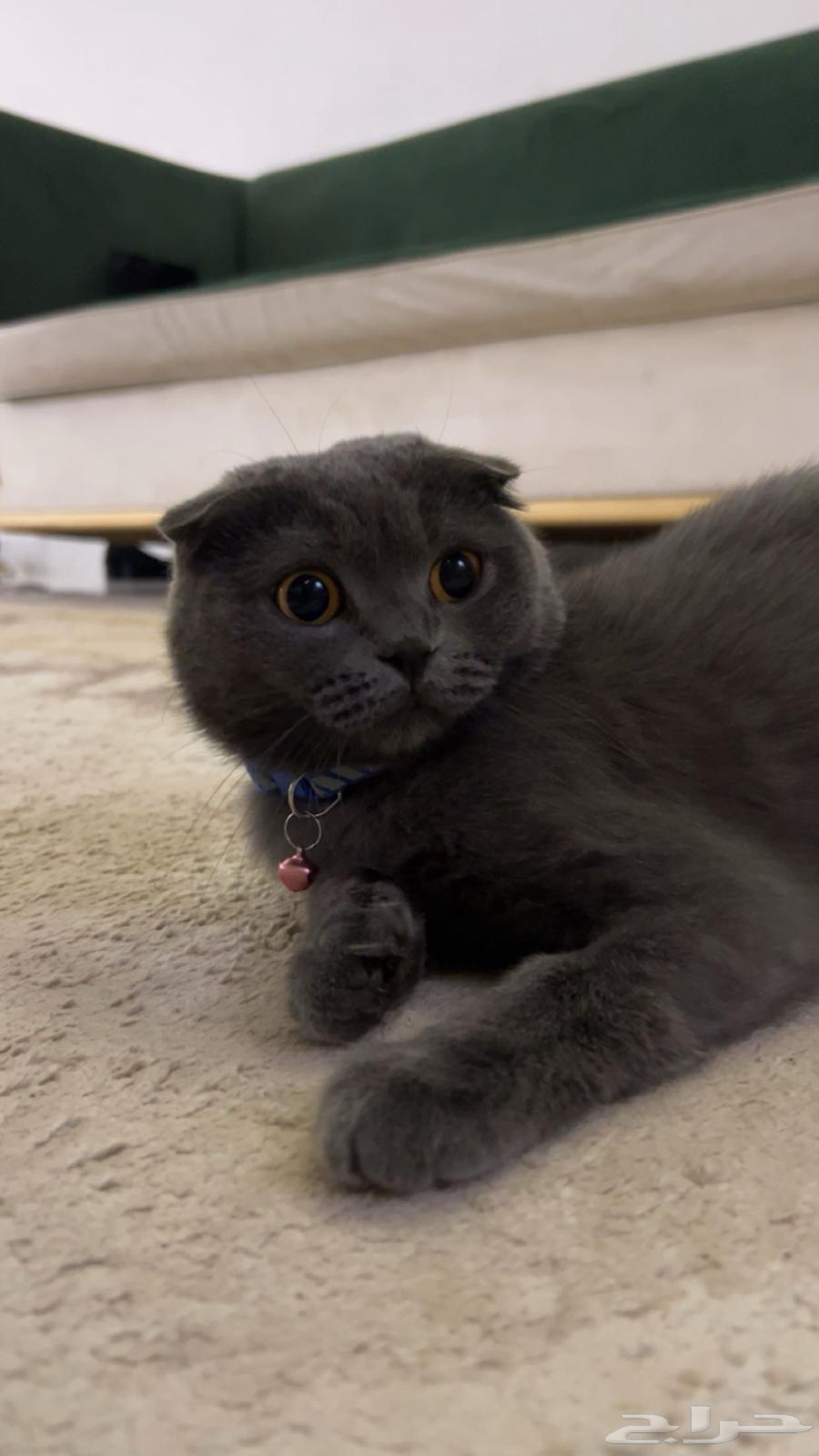 Scottish Fold Kitten64519384532482110