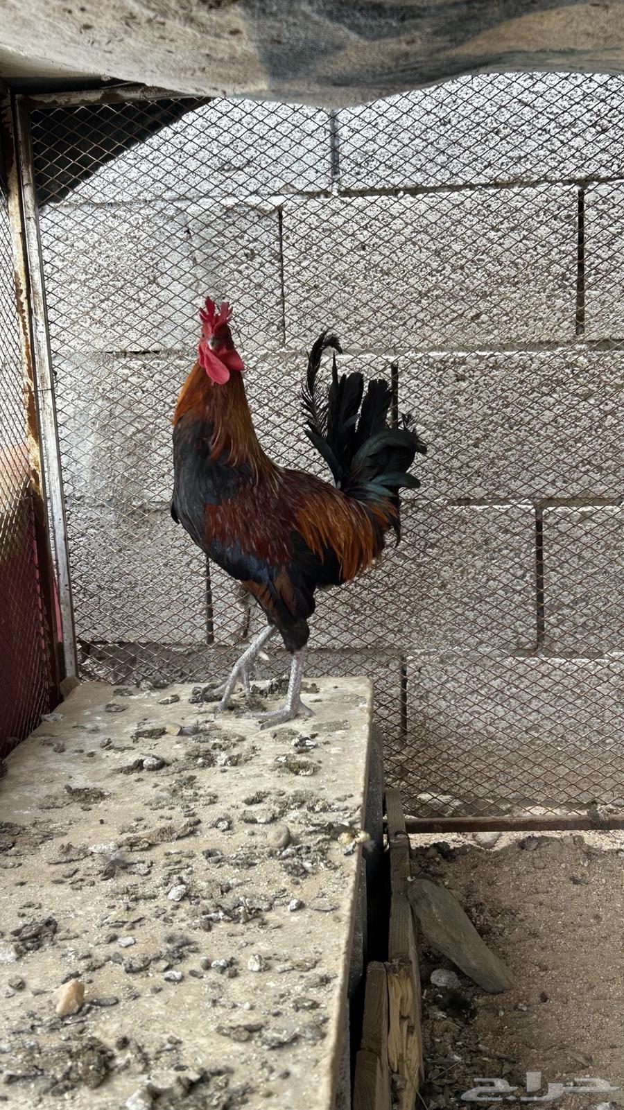 ديك عربي اصيل فري تاج للبيع64522075232769112