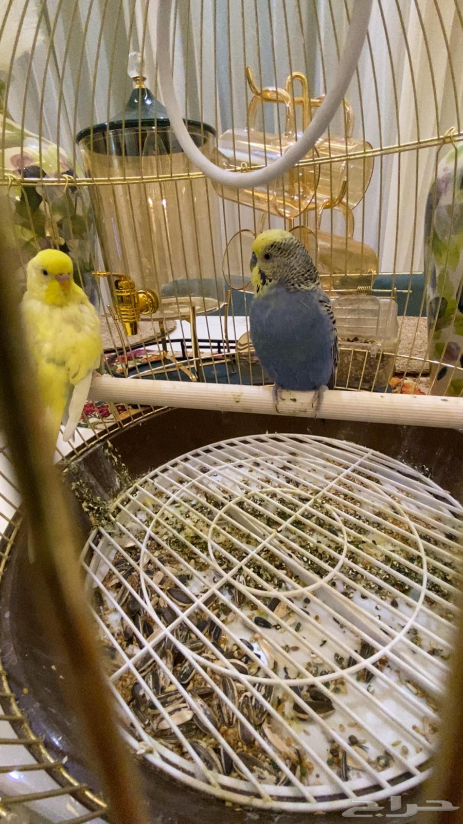 زوج طيور بادجي للبيع بكامل ملحقاته64522159372419110