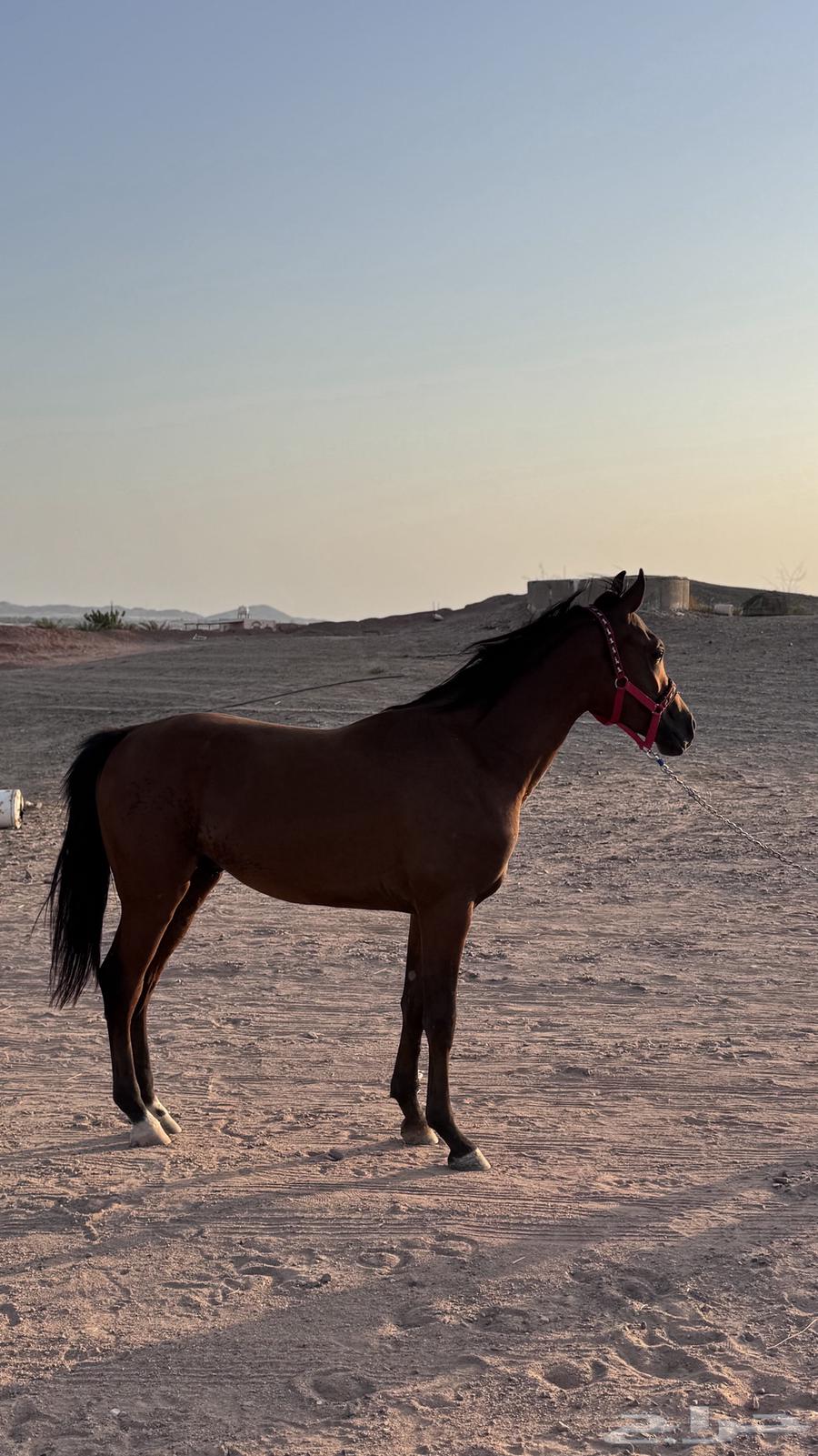 مهر للبيع العمر سنه 8شهور64526551464194112