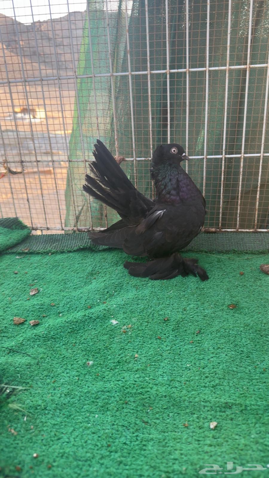 Karnago and Alaska64519144324097110