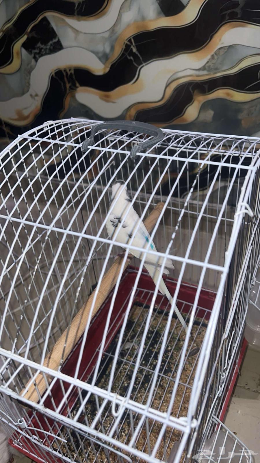 طيور للبيع64523696864771112