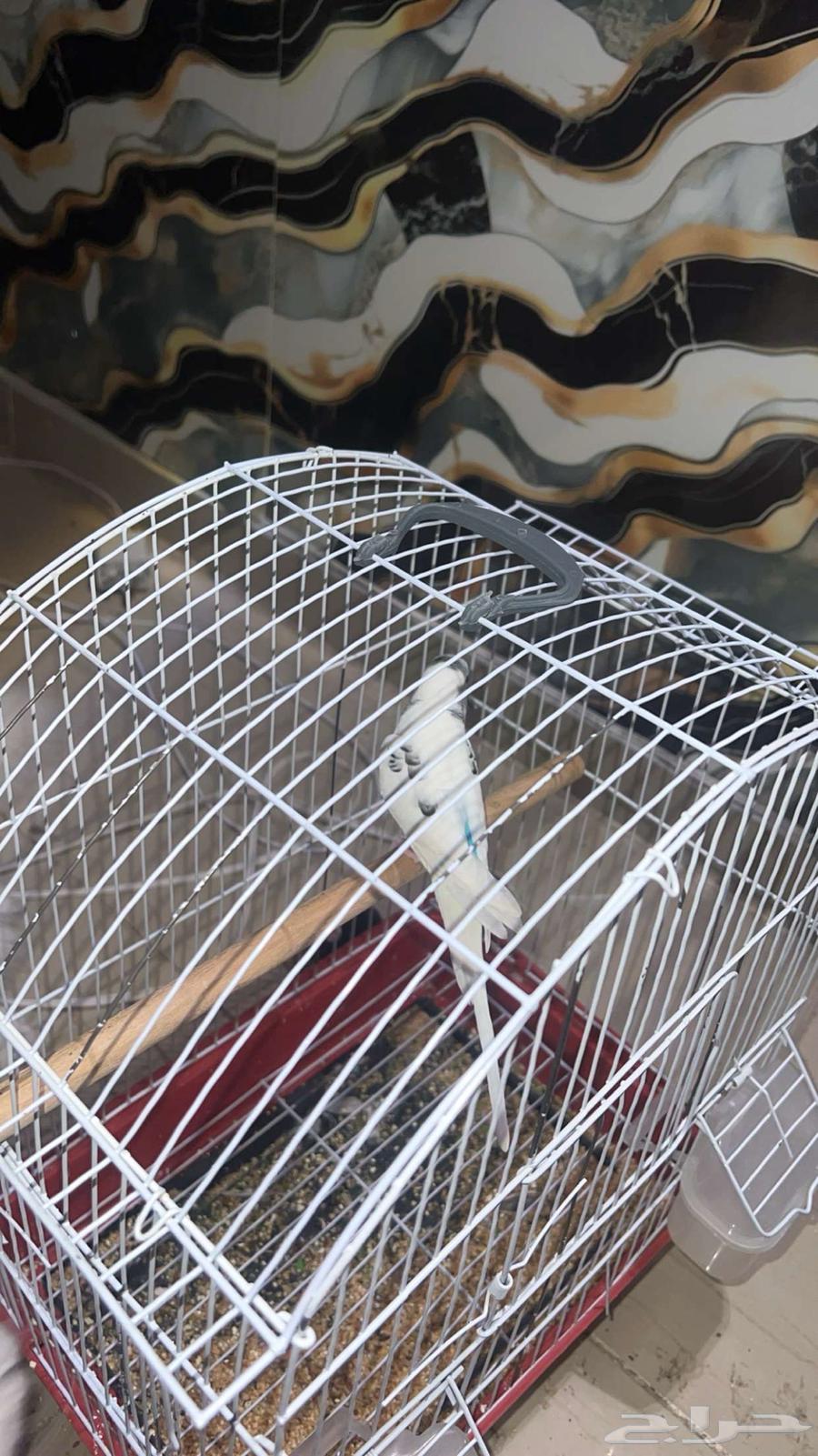 طيور للبيع64523696864771111