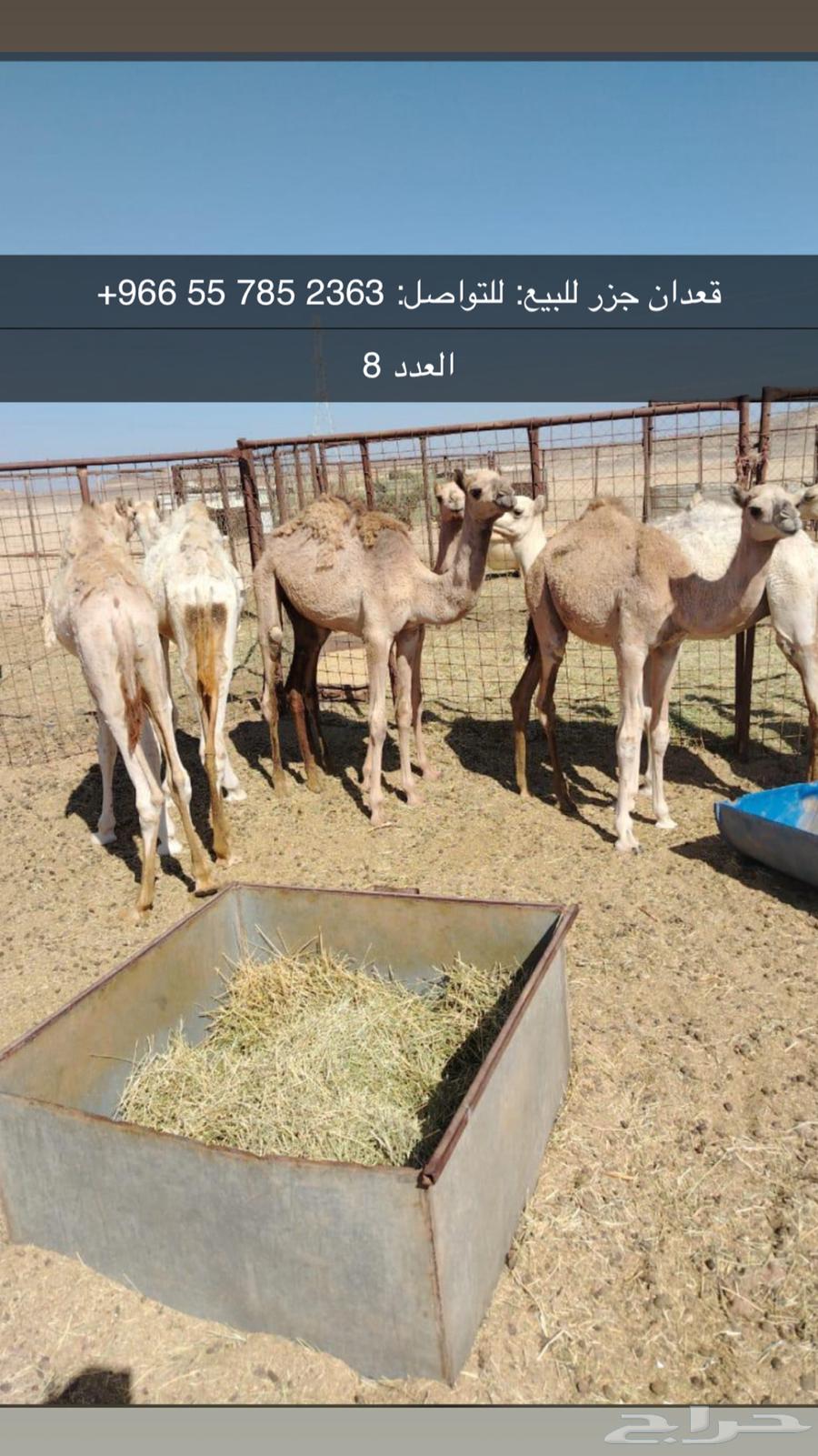 قعدان للبيع64525524314753110