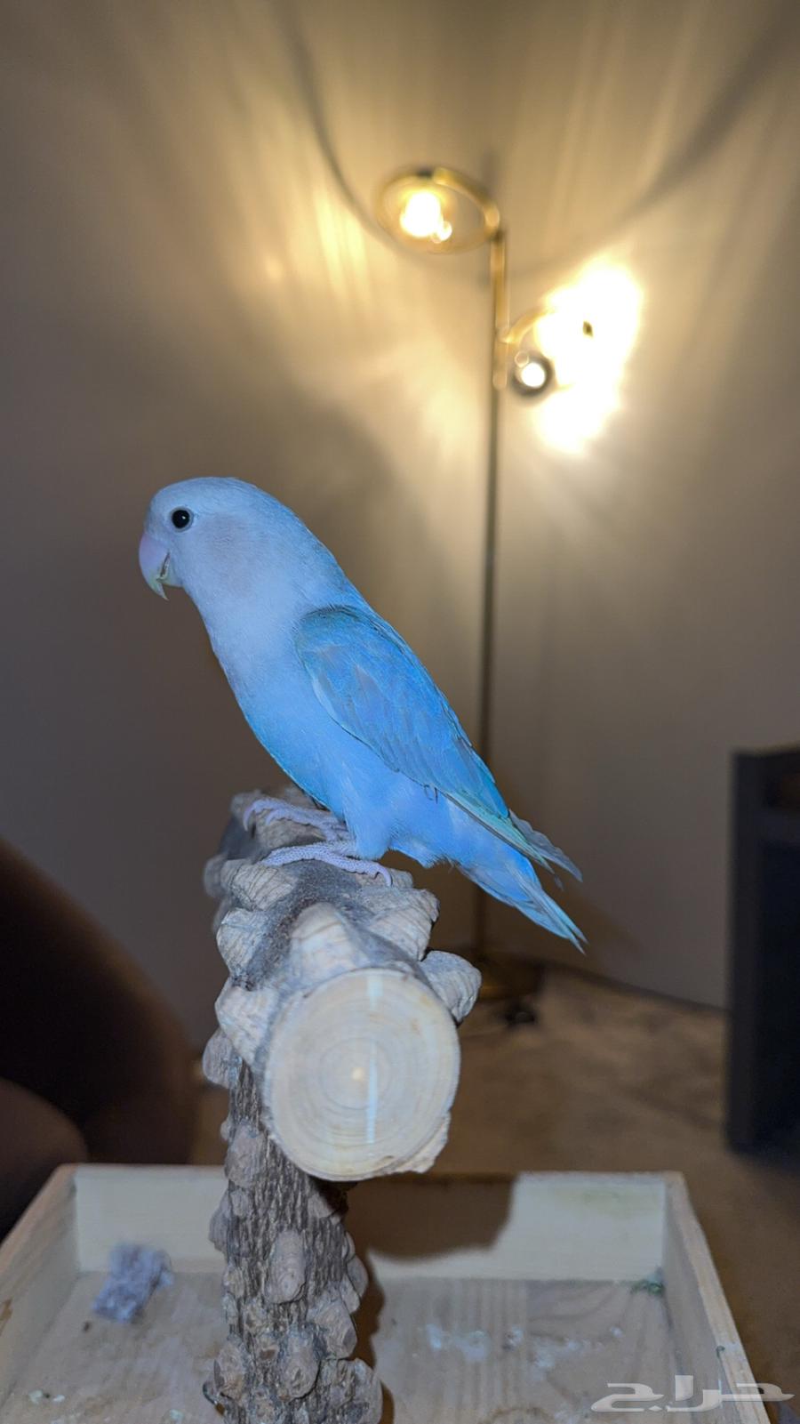 روز هدد داخلي وخارجي ((نشبه )) تم البيع64519087982210113