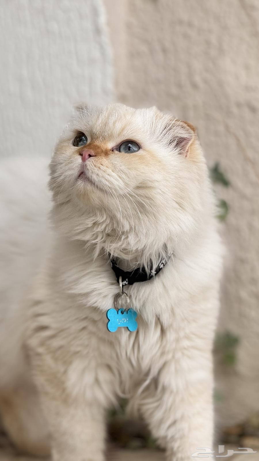 Scottish Fold Cat64521026231171110