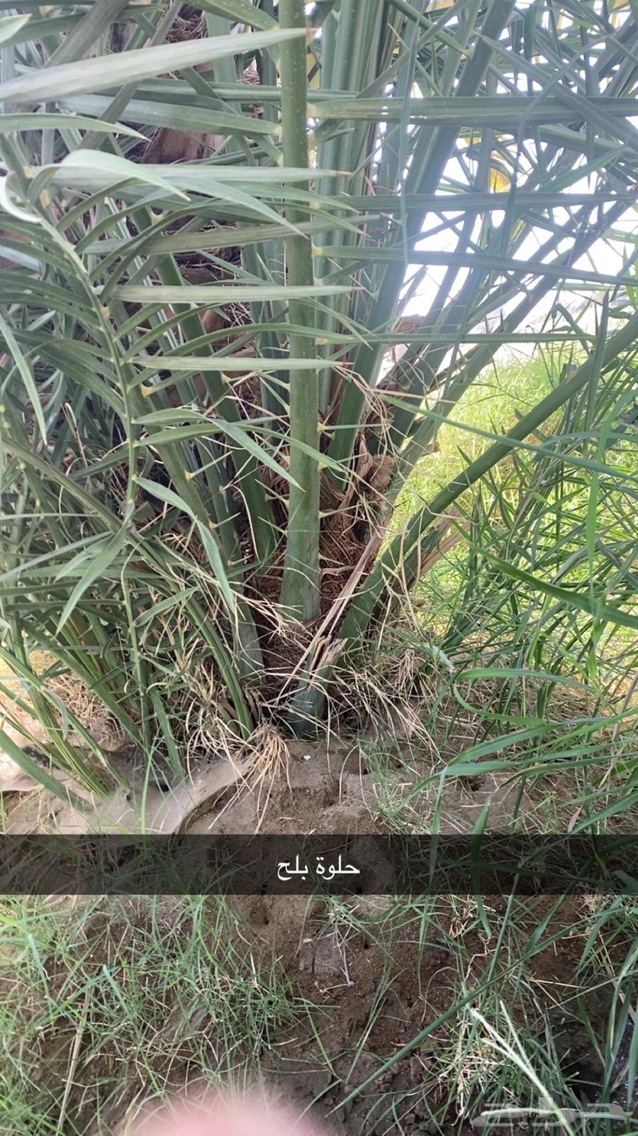 جثيث مخاريف للبيع64457254981890113