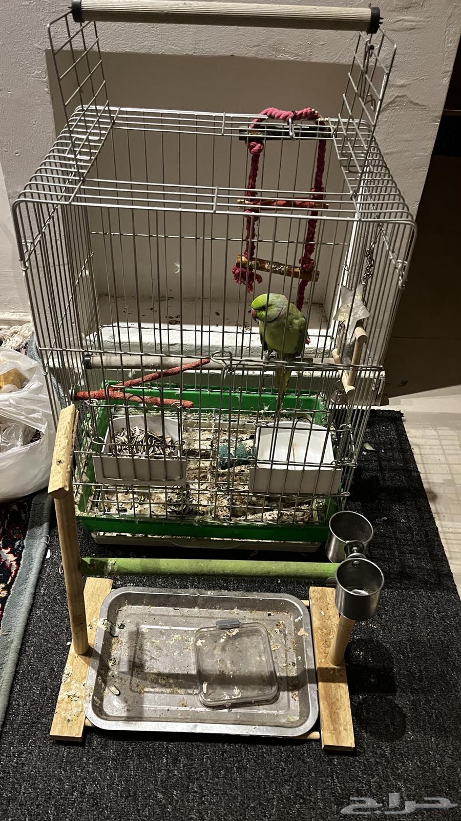 ببغاء دره64524420382339112