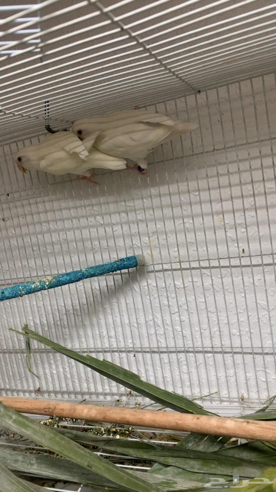 زوج البينو جامبو منتج64525676845697111